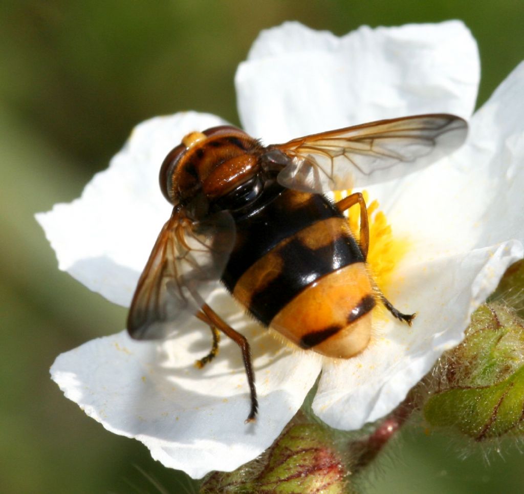 Syrphidae: Volucella zonaria?  S, femmina !